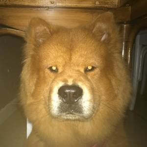 Meet your Posher, Gael